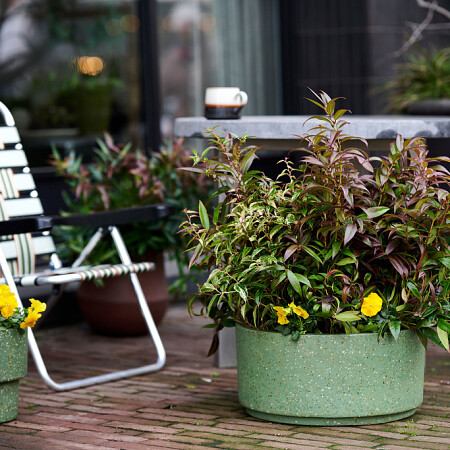 bloemenbureau-leucothoe-expiration-date-2027-08-11.jpg