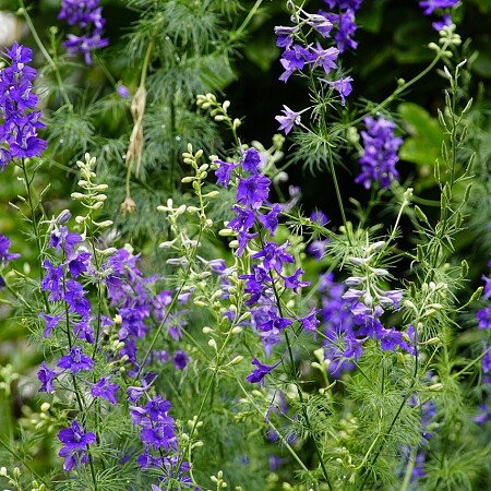 delphinium-5278685-1280.jpg