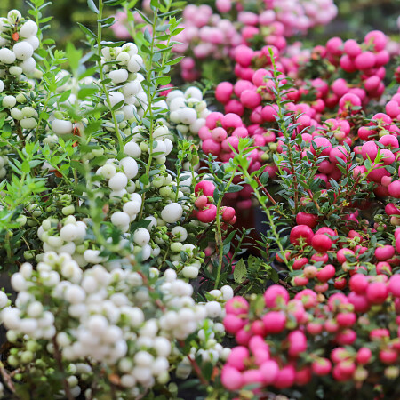 gaultheria-pernettya.jpg