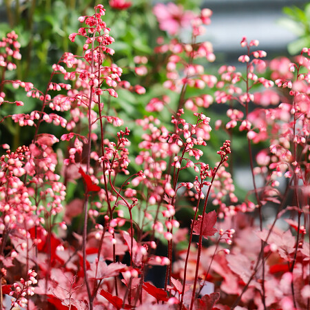 heuchera-fire-chief-1.jpg