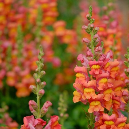 snapdragon-8166601-1280.jpg